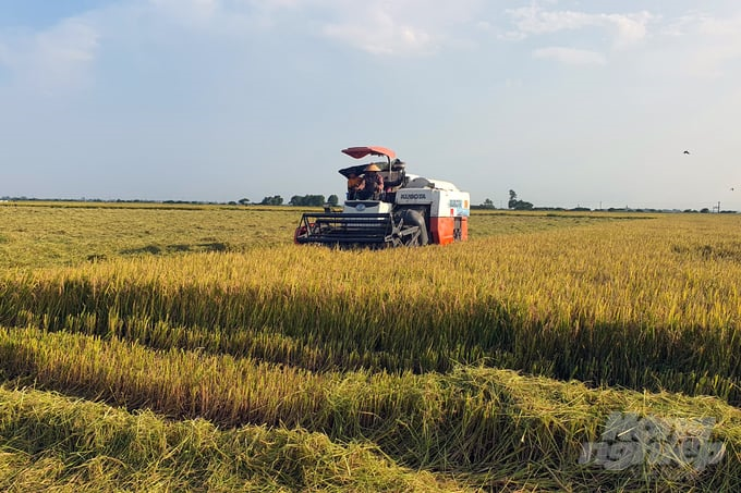 Khẩn trương thu hoạch lúa vụ Đông Xuân